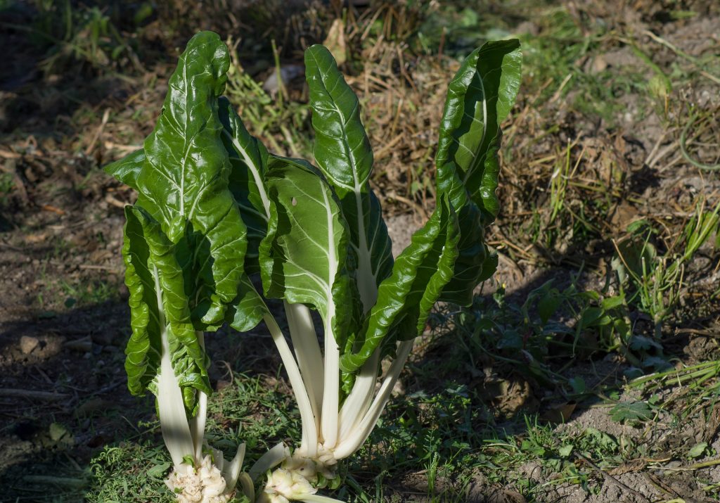 Légume blette
