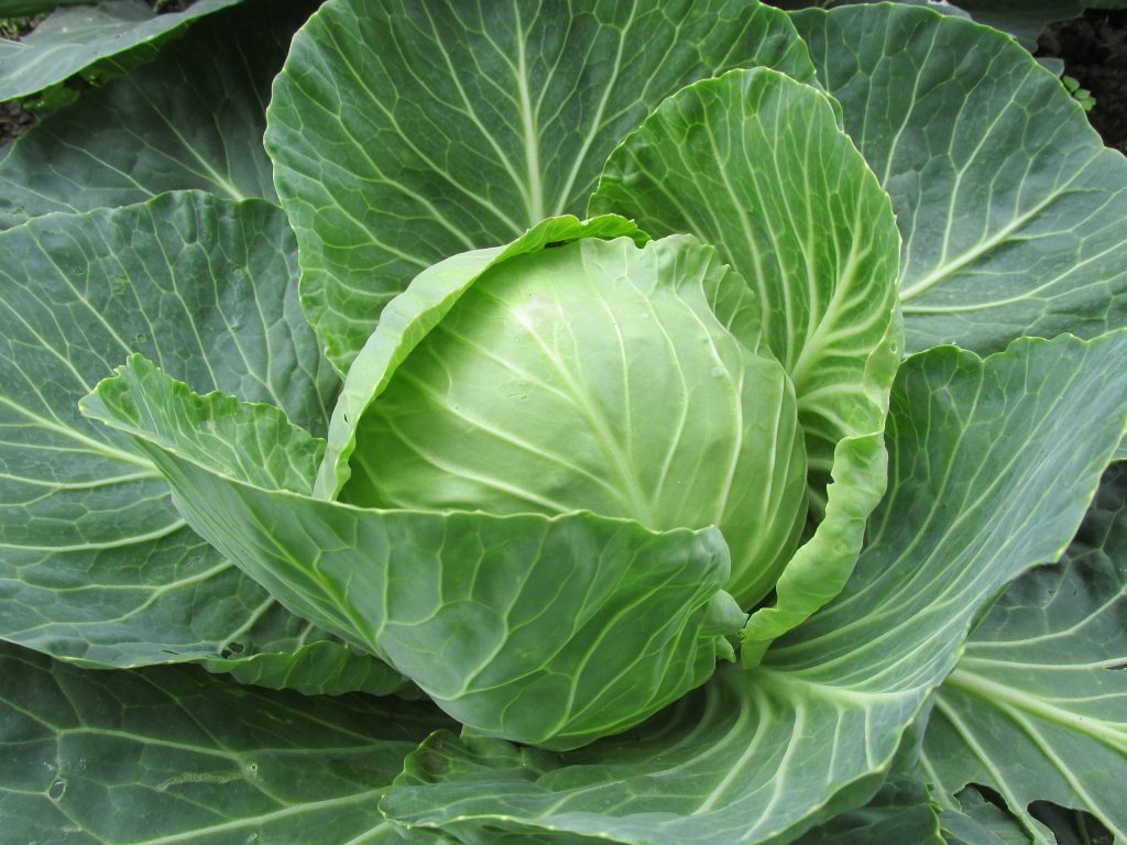 Chou blanc légume