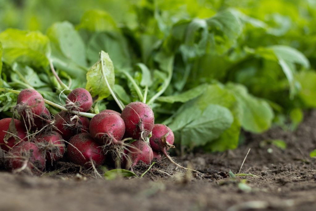 Radis Généreux Terroir