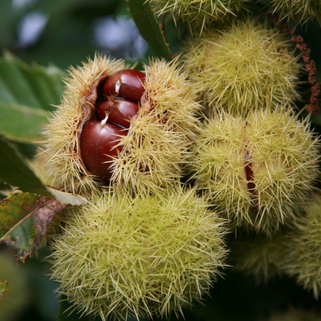 châtaignes