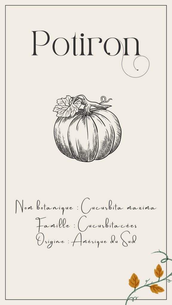 Graphique potiron
