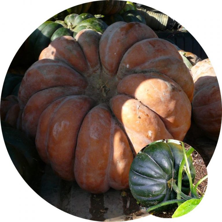Courge musquée de Provence