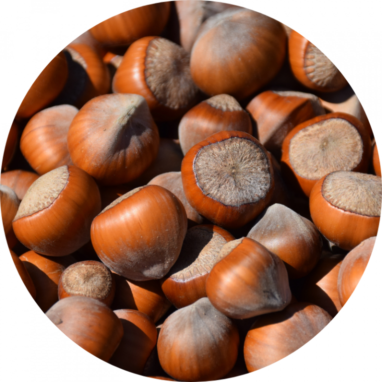Noisettes