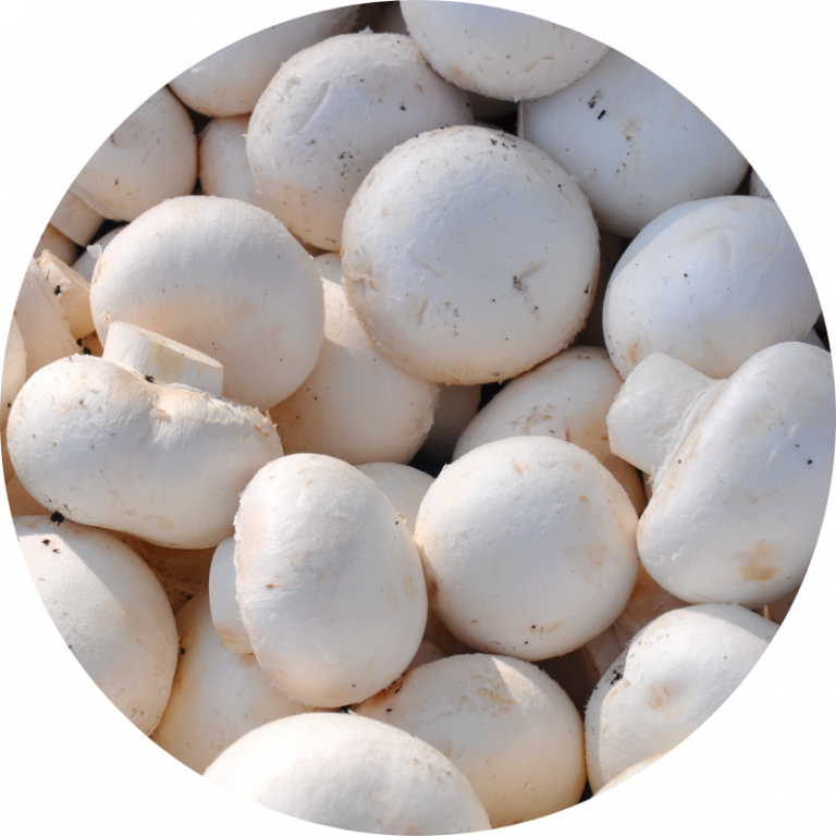 Champignons de paris