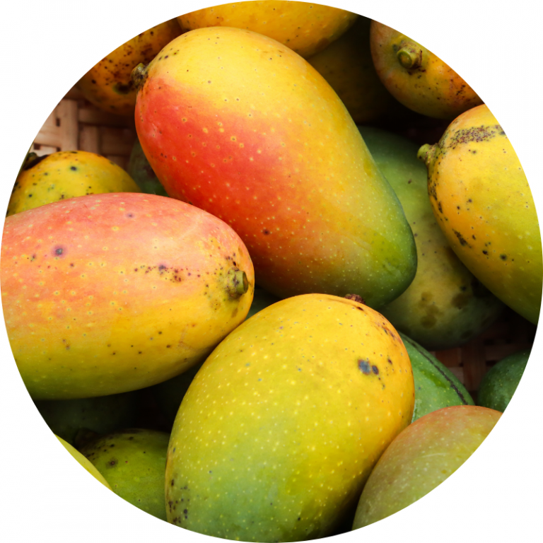 Mangue