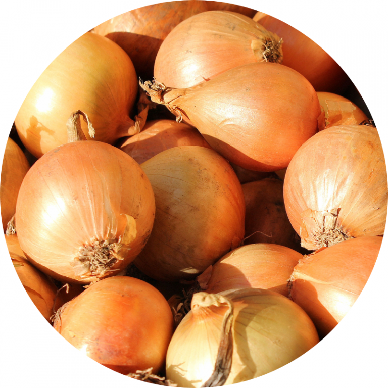 Oignons